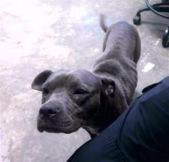 American Staffordshire Terrier Dogs Available for Adoption in Tallahassee, Florida - BLUEBELL | PetCurious