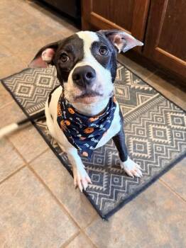 Tahlee -  Bull Terrier Dog for Adoption in Oklahoma City, Oklahoma - Tahlee | PetCurious