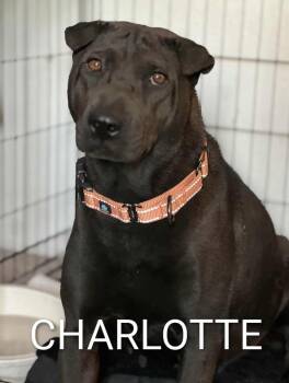 Rescue Shar Pei Dogs for Adoption in Cameron, North Carolina - CHARLOTTE | PetCurious