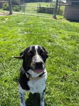 Labrador Retriever and Cattle Dog Dogs Available for Adoption in Augusta, West Virginia - Lola | PetCurious