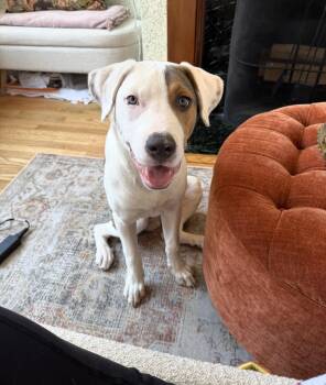 Terrier Dogs Available for Adoption in Longview, Texas - Chowder | PetCurious