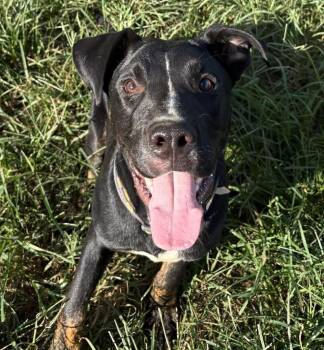 Rescue Black Labrador Retriever and Terrier Dogs for Adoption in Calera, Alabama - Turtle | PetCurious