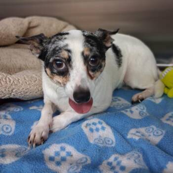 Rylo -  Chihuahua and Mixed Breed Dog for Adoption in Denison, Texas - Rylo | PetCurious