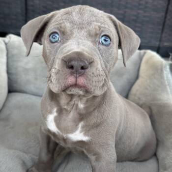 Daniel -  Staffordshire Bull Terrier Dog for Adoption in Fort Collins, Colorado - Daniel | PetCurious