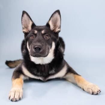 Shepherd Dogs Available for Adoption in Portland, Oregon - Amara | PetCurious
