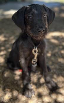Miniature Schnauzer Dogs Available for Adoption in Portland, Oregon - Lenny | PetCurious