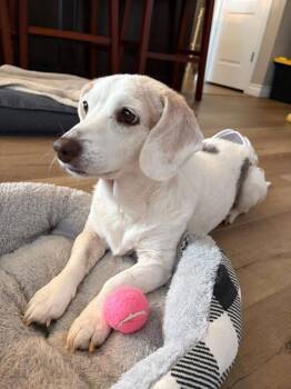 Beagle and Corgi Dogs Available for Adoption - Betty White | PetCurious