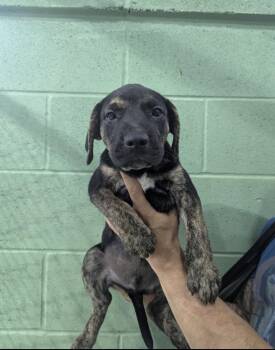 Ford -  Labrador Retriever and Catahoula Leopard Dog Dog for Adoption in Mount Laurel Township, New Jersey - Ford | PetCurious