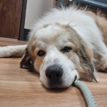 Great Pyrenees and Newfoundland Dog Dogs Available for Adoption - Hiccup | PetCurious