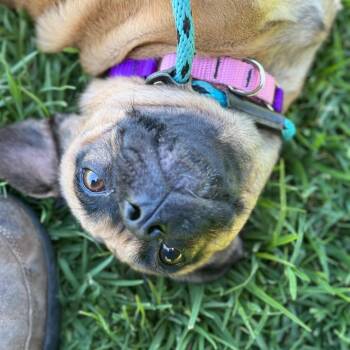 Selma -  Pug and Mixed Breed Dog for Adoption in Goleta, California - Selma | PetCurious