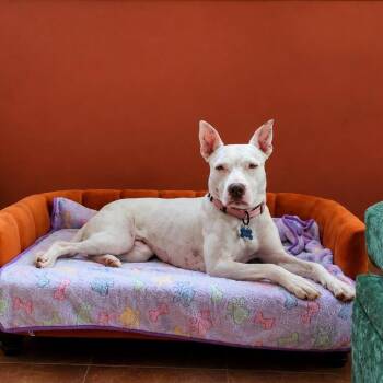 Diamond -  Pit Bull Terrier Dog for Adoption in Wappingers Falls, New York - Diamond | PetCurious