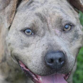 Jolee -  Catahoula Leopard Dog Dog for Adoption in Columbus, North Carolina - Jolee | PetCurious