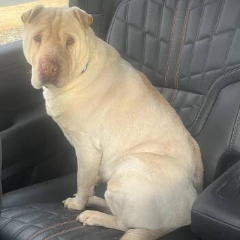 Shar Pei Dogs Available for Adoption - Joy | PetCurious