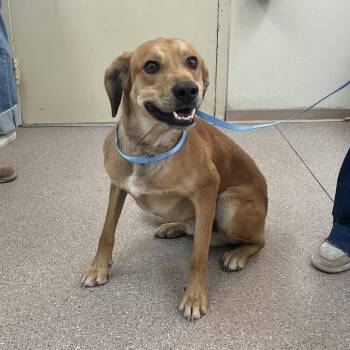 Haru -  Hound and Retriever Dog for Adoption in Incline Village, Nevada - Haru | PetCurious