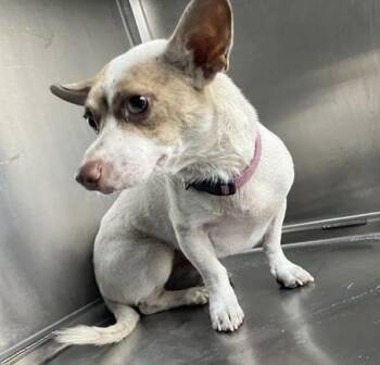 Spudnik~FOSTER or FOSTER TO ADOPT NEEDED~ -  Dachshund Dog for Adoption in Minneapolis, Minnesota - Spudnik~FOSTER Or FOSTER TO ADOPT NEEDED~ | PetCurious