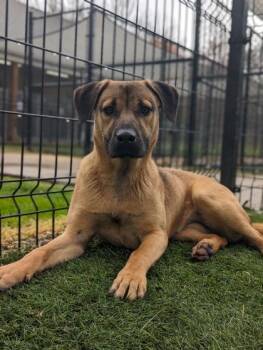 Missy Merida 95-24 -  Shepherd and Mixed Breed Dog for Adoption in Cumming, Georgia - Missy Merida 95-24 | PetCurious