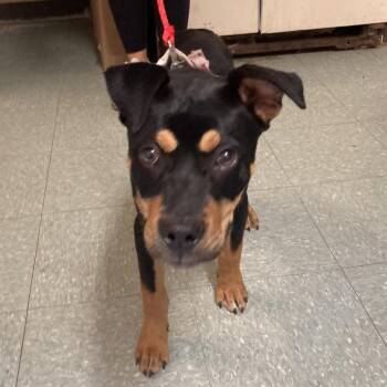 Doberman Pinscher and Rottweiler Dogs Available for Adoption in Sand Springs, Oklahoma - Ducky | PetCurious