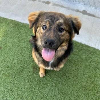 Australian Shepherd and Dutch Shepherd Dogs Available for Adoption in Fayetteville, Arkansas - Lucia | PetCurious