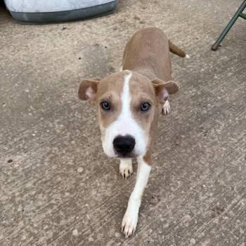 Chloe -  Terrier Dog for Adoption in Mineral Point, Wisconsin - Chloe | PetCurious