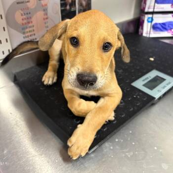 Denis -  German Shepherd Dog and Mixed Breed Dog for Adoption in League City, Texas - Denis | PetCurious