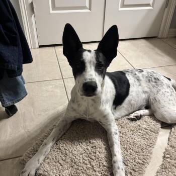 Batman -  Cattle Dog Dog for Adoption in Harlingen, Texas - Batman | PetCurious