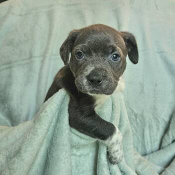 Goldieloxx Pup- Millie -  Labrador Retriever and Terrier Dog for Adoption in Fairfax Station, Virginia - Goldieloxx Pup- Millie | PetCurious