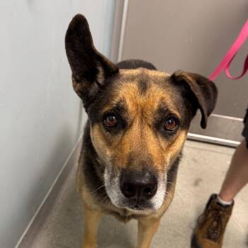 Lee -  German Shepherd Dog Dog for Adoption in New Castle, Delaware - Lee | PetCurious