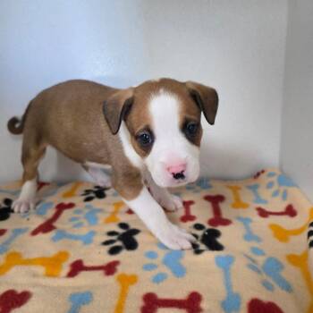 Garden -  Mixed Breed Dog for Adoption in Duncan, Oklahoma - Garden | PetCurious