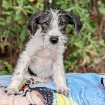 Chaplin 09-1913 -  Poodle and Old English Sheepdog Dog for Adoption in Tyrone, Georgia - Chaplin 09-1913 | PetCurious