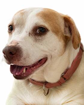 Terrier Dogs Available for Adoption in Kennesaw, Georgia - Delilah Fka Katya | PetCurious