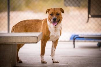 Pit Bull Terrier and Australian Cattle Dog Blue Heeler Dogs Available for Adoption in Twentynine Palms, California - Gram Teddy Taylor | PetCurious