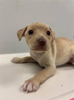 EMILE -  Chihuahua Dog for Adoption in Corpus Christi, Texas - EMILE | PetCurious
