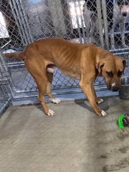 Rescue Mixed Breed and Hound Dogs for Adoption in Brookhaven, Mississippi - Tractor 25 | PetCurious