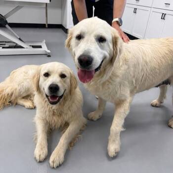 Travis & Taylor -  Great Pyrenees Dog for Adoption in Springfield, Missouri - Travis & Taylor | PetCurious