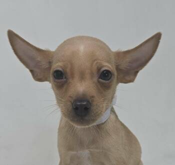 Chihuahua and Pug Dogs Available for Adoption - Bago | PetCurious