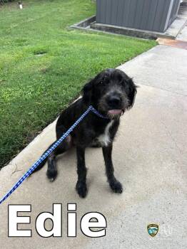 Edie -  Schnauzer Dog for Adoption in Rocky Mount, North Carolina - Edie | PetCurious