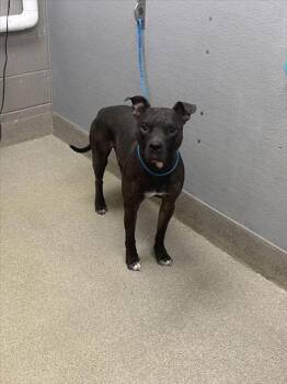 Rescue Pit Bull Terrier Dogs for Adoption in Las Vegas, Nevada - RONNY | PetCurious