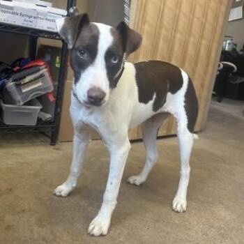 BROWNIE -  Mixed Breed Dog for Adoption in Fernandina Beach, Florida - BROWNIE | PetCurious