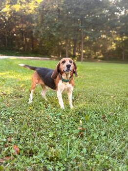 Benny -  Beagle and Mixed Breed Dog for Adoption in Gradyville, Kentucky - Benny | PetCurious