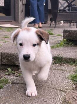 Mixed Breed Dogs Available for Adoption in Jefferson Hills, Pennsylvania - Kenneth | PetCurious