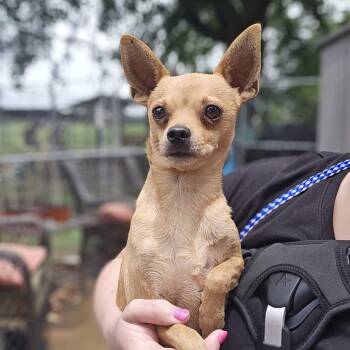 Wally -  Chihuahua Dog for Adoption in Athens, Alabama - Wally | PetCurious