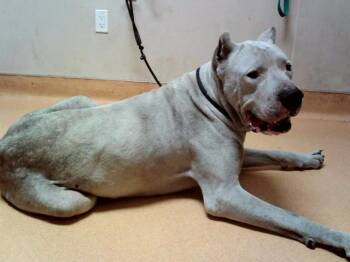 Cane Corso and Mixed Breed Dogs Available for Adoption in Martinez, California - DILLON | PetCurious