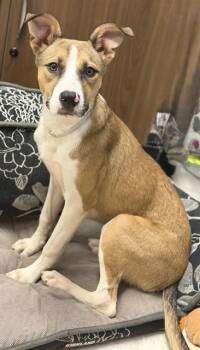 LANI -  Staffordshire Bull Terrier and Mixed Breed Dog for Adoption in Conroe, Texas - LANI | PetCurious