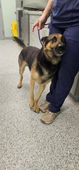 Frank -  Terrier and German Shepherd Dog Dog for Adoption in Athens, Tennessee - Frank | PetCurious