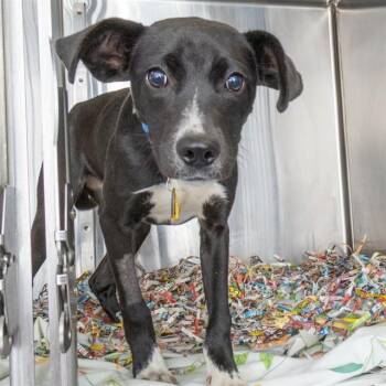 WREN -  Australian Cattle Dog Blue Heeler and Mixed Breed Dog for Adoption in St. Louis, Missouri - WREN | PetCurious
