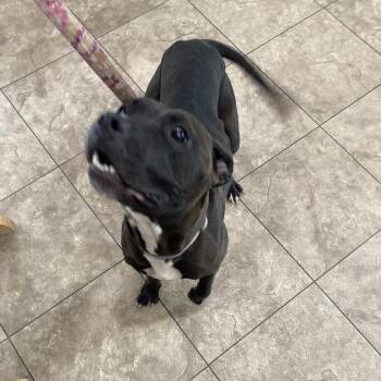 Kizmet (Lucky) -  American Staffordshire Terrier Dog for Adoption in Grand Rapids, Minnesota - Kizmet (Lucky) | PetCurious