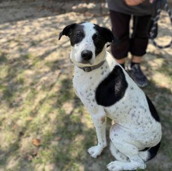 Betsy -  Mixed Breed Dog for Adoption in Slidell, Louisiana - Betsy | PetCurious