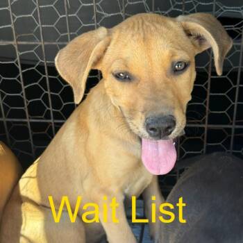 Ugga -  Black Mouth Cur Dog for Adoption in Livingston, Texas - Ugga | PetCurious