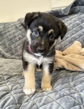 German Shepherd Dog Dogs Available for Adoption in Pleasant Hill, California - Harley | PetCurious