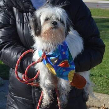 Shih Tzu and Mixed Breed Dogs Available for Adoption in Elk Grove Village, Illinois - Napoleon | PetCurious